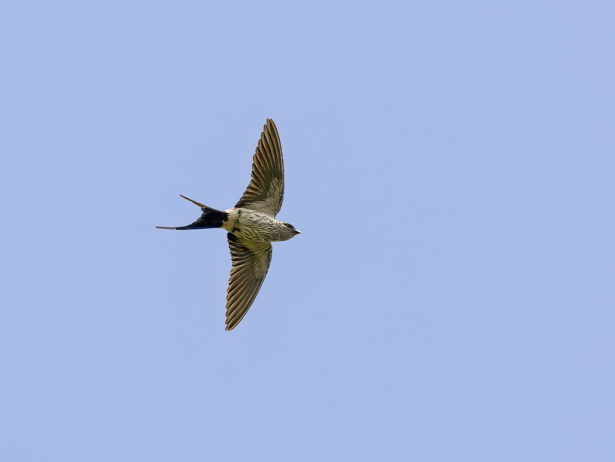Striated Swallow - ML619888252