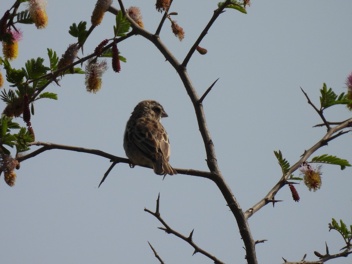 Viuda Senegalesa - ML619888275