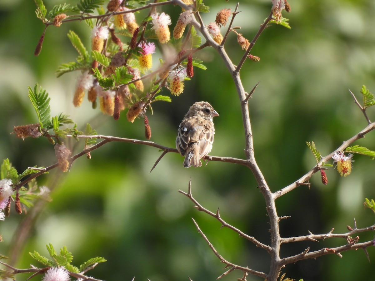 Viuda Senegalesa - ML619888276