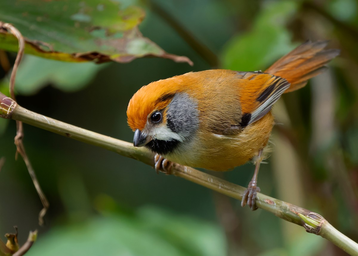 Black-throated Parrotbill (Gray-breasted) - ML619888281
