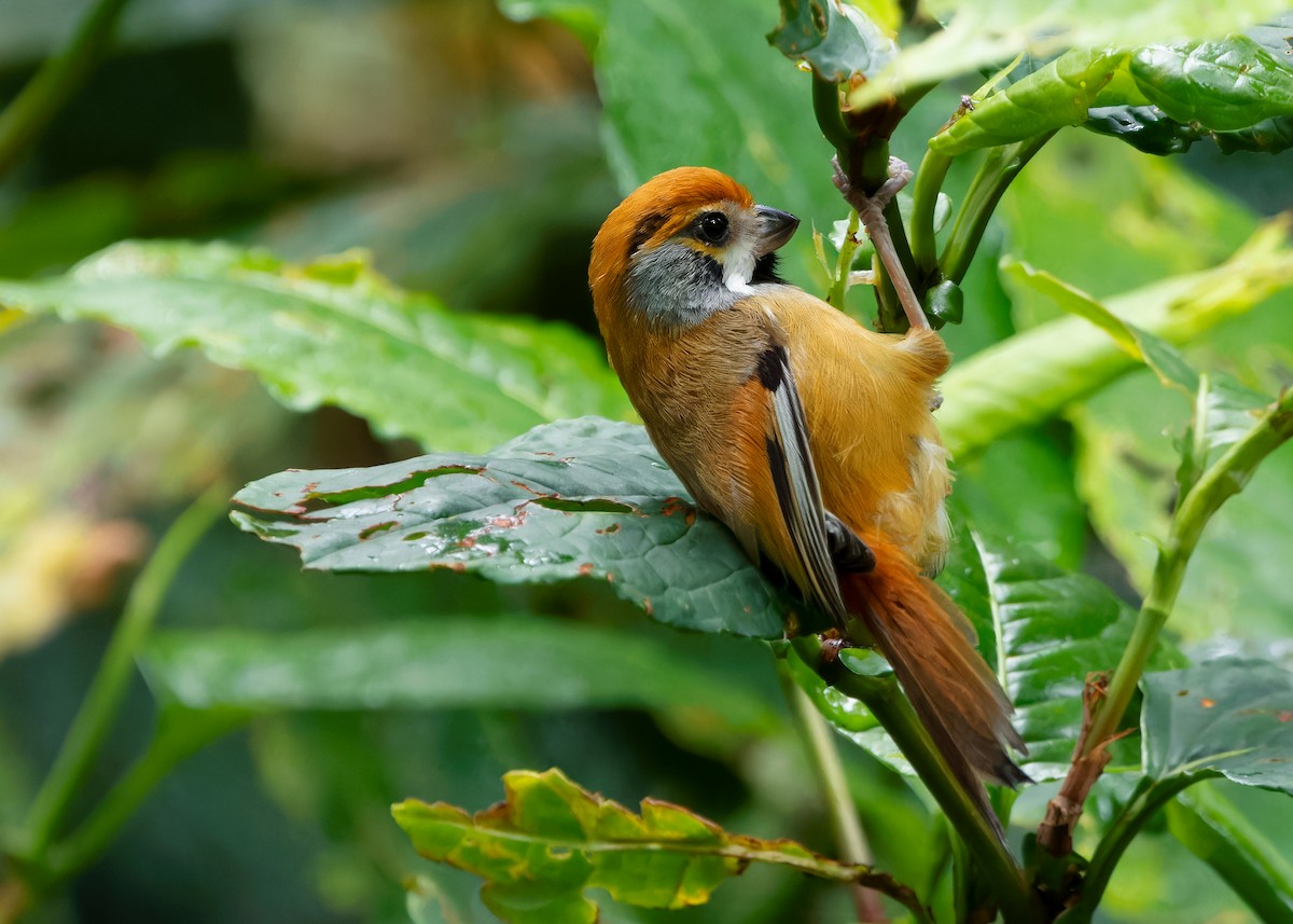 Black-throated Parrotbill (Gray-breasted) - ML619888282