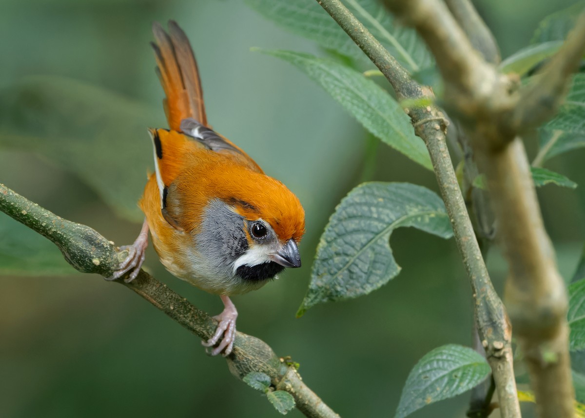 Black-throated Parrotbill (Gray-breasted) - ML619888283