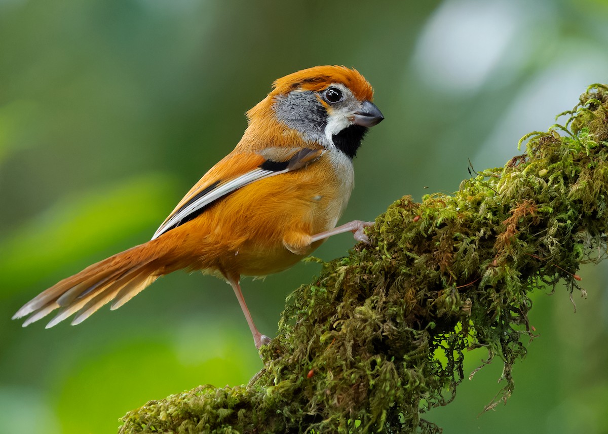 Black-throated Parrotbill (Gray-breasted) - ML619888284