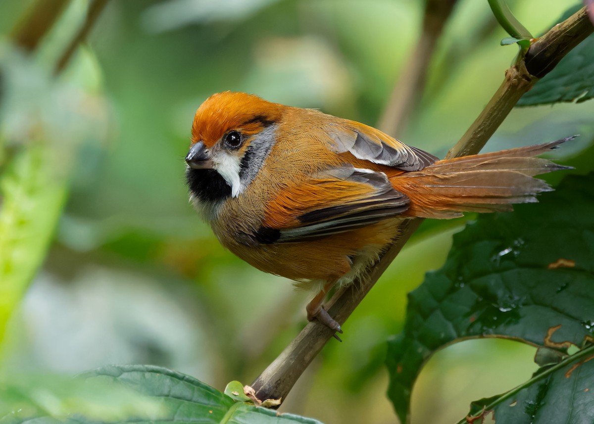 Black-throated Parrotbill (Gray-breasted) - ML619888285
