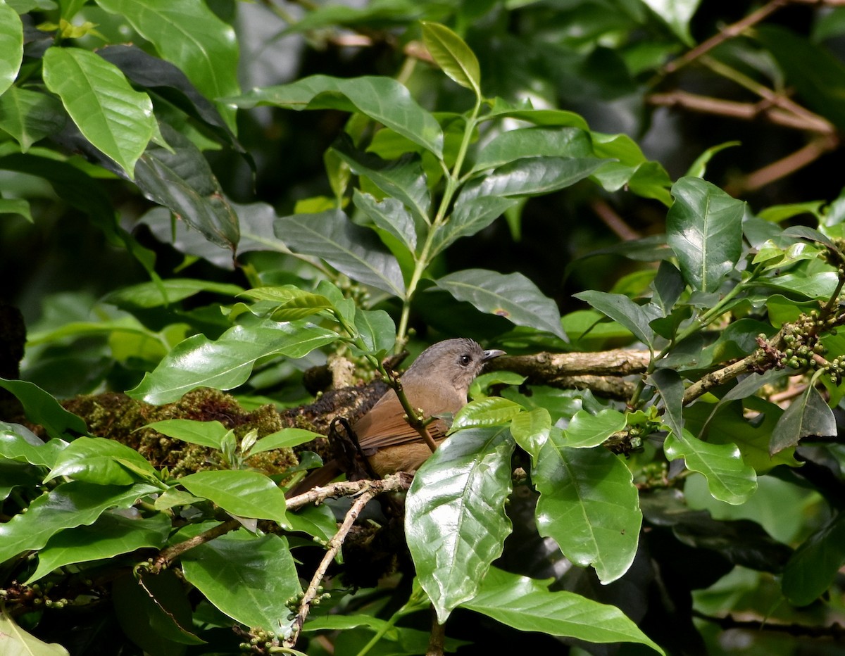 Brown-cheeked Fulvetta - ML619888288