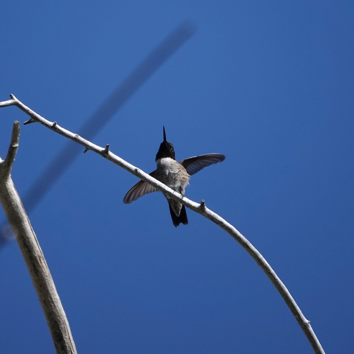 Black-chinned Hummingbird - ML619888289