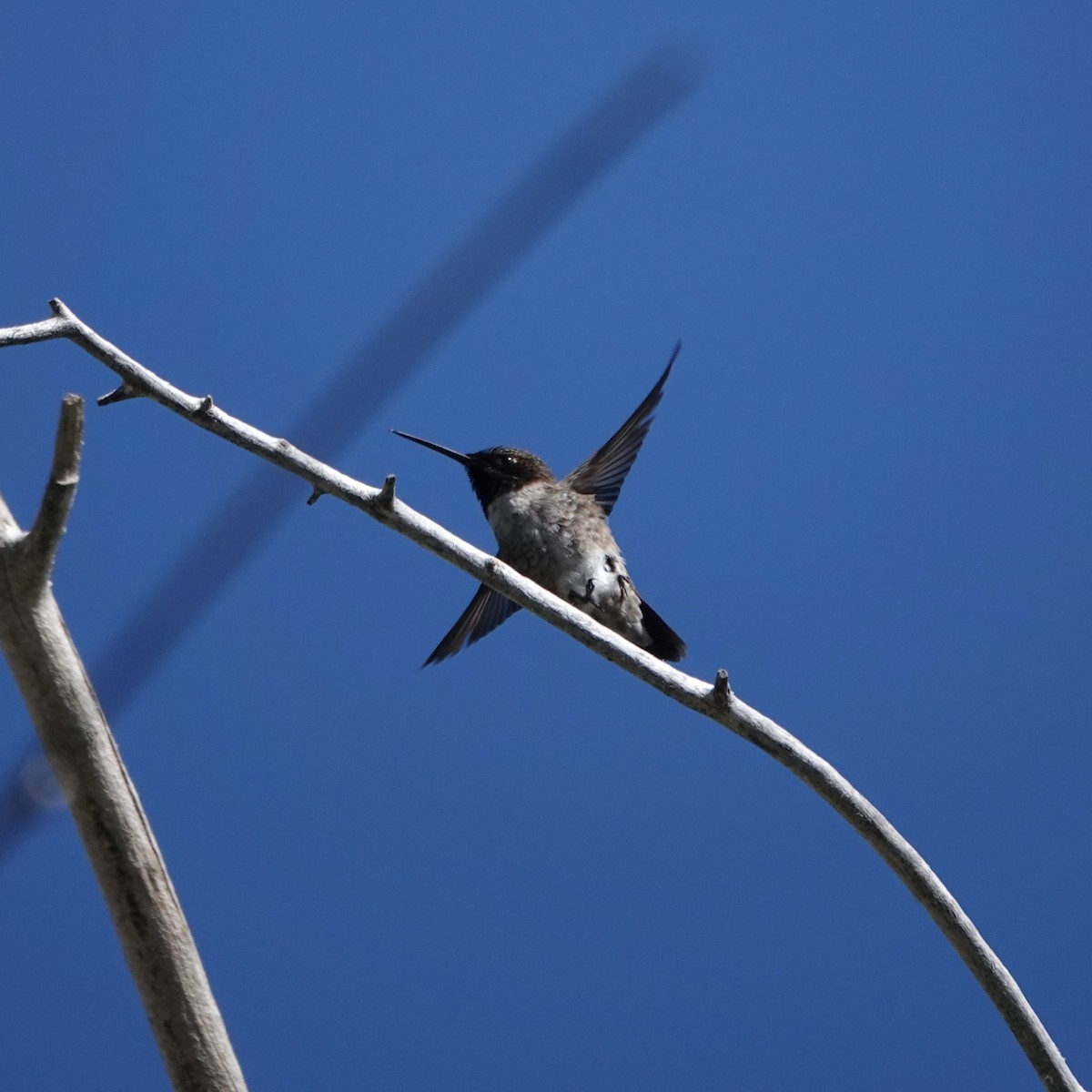 Black-chinned Hummingbird - ML619888290