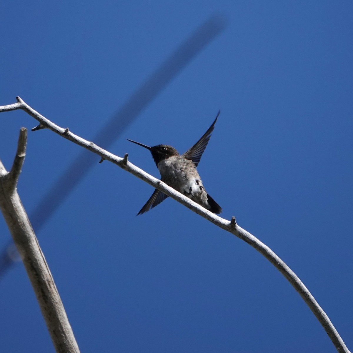 Colibri à gorge noire - ML619888290