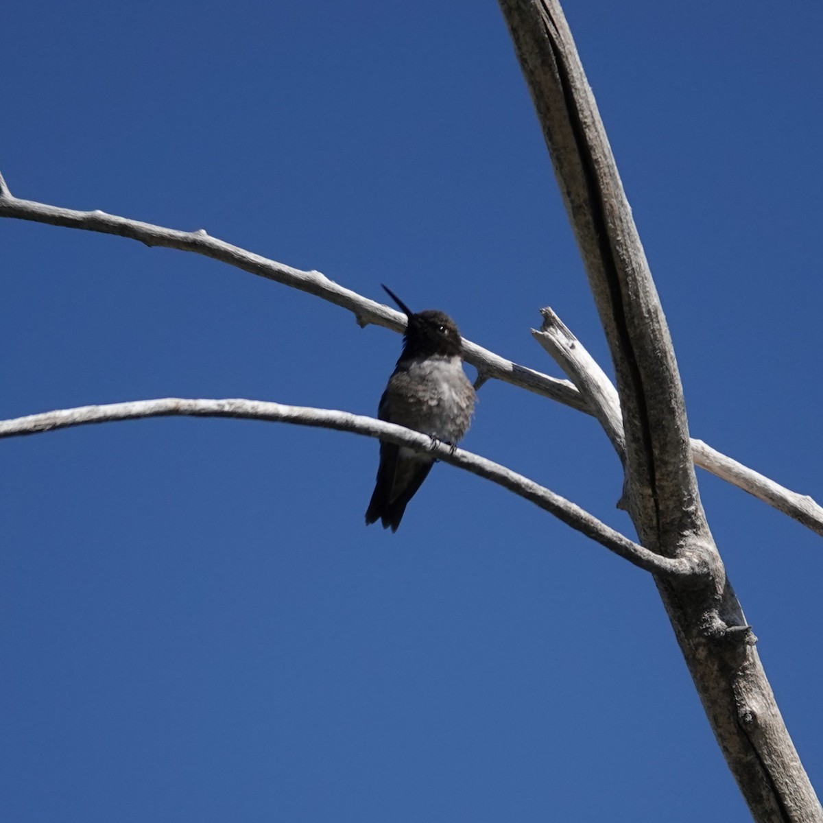 Black-chinned Hummingbird - ML619888291
