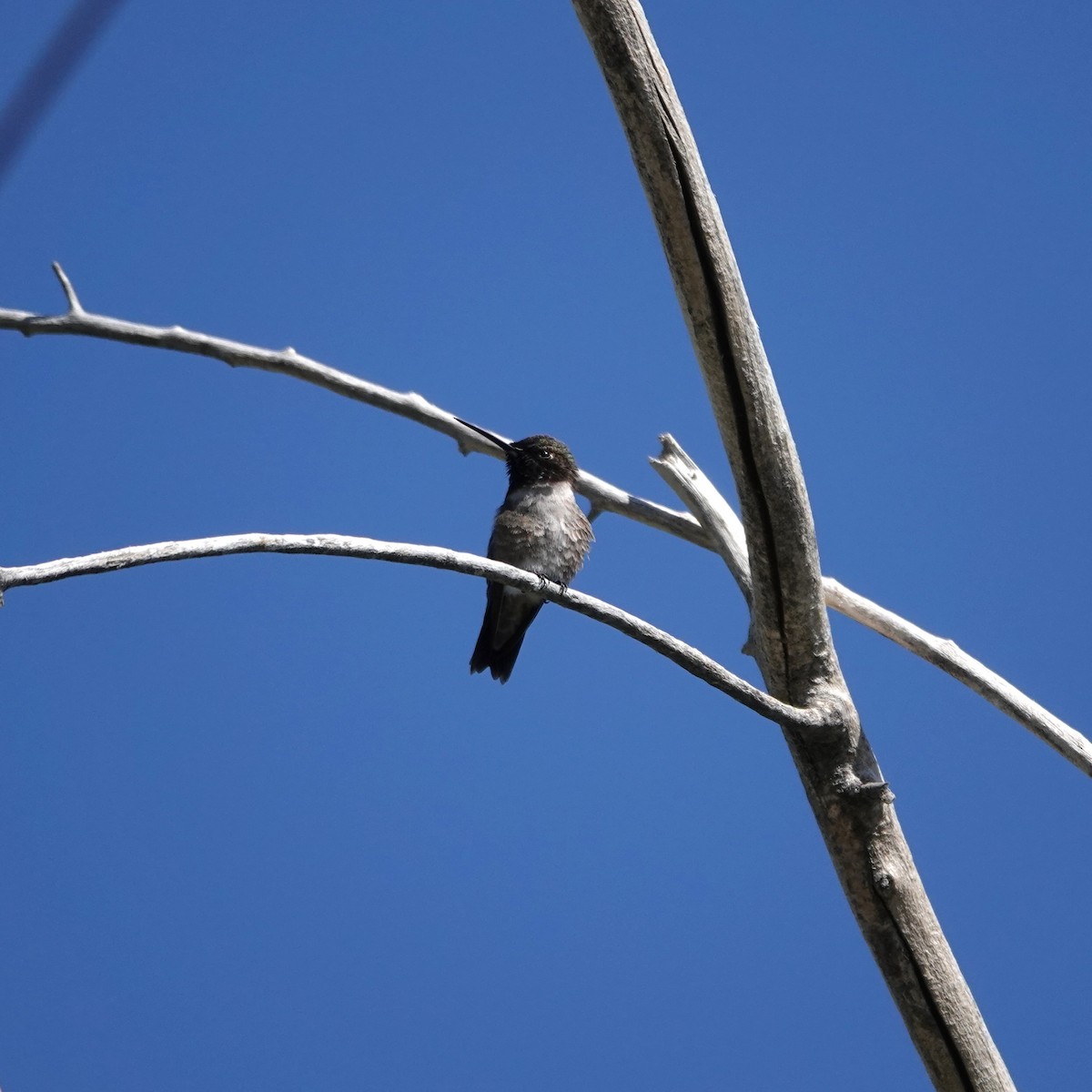 Black-chinned Hummingbird - ML619888292
