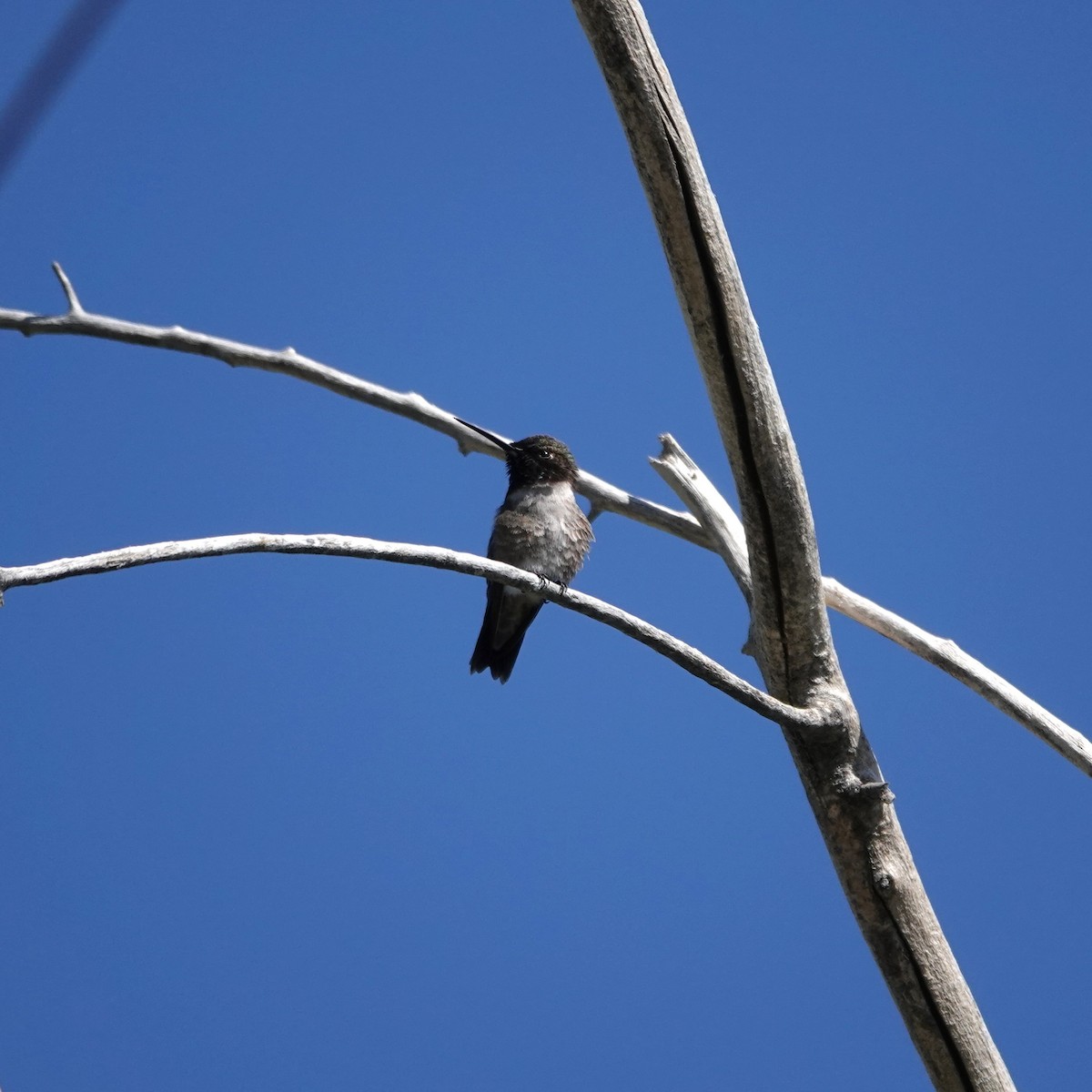 Colibri à gorge noire - ML619888292