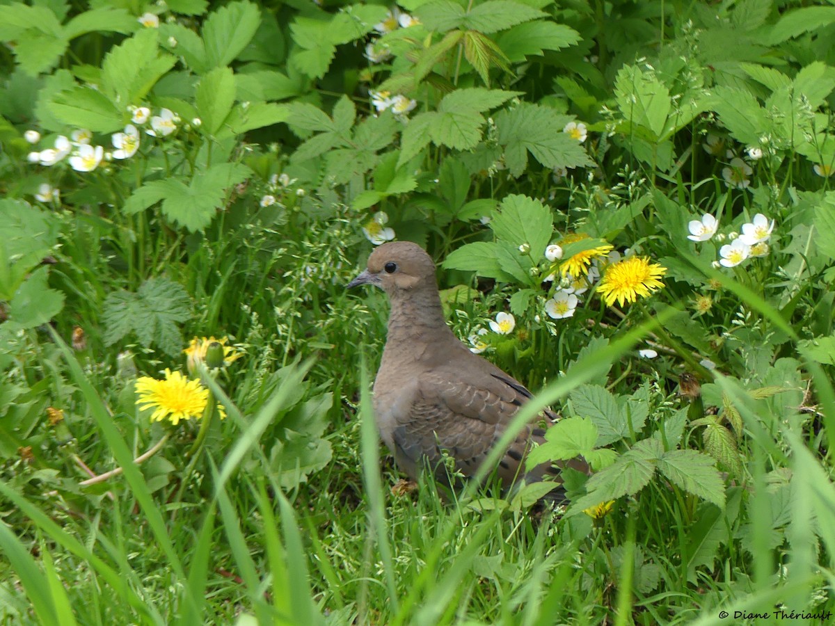 Mourning Dove - ML619888295