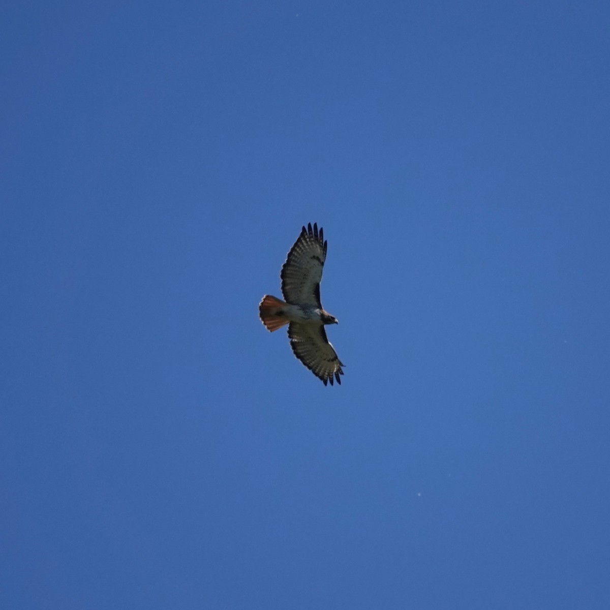 Red-tailed Hawk - ML619888302