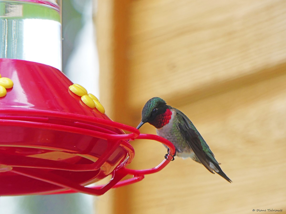 Ruby-throated Hummingbird - ML619888308