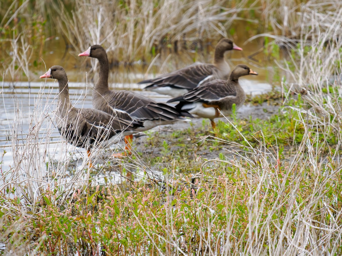 Greater White-fronted Goose - ML619888314