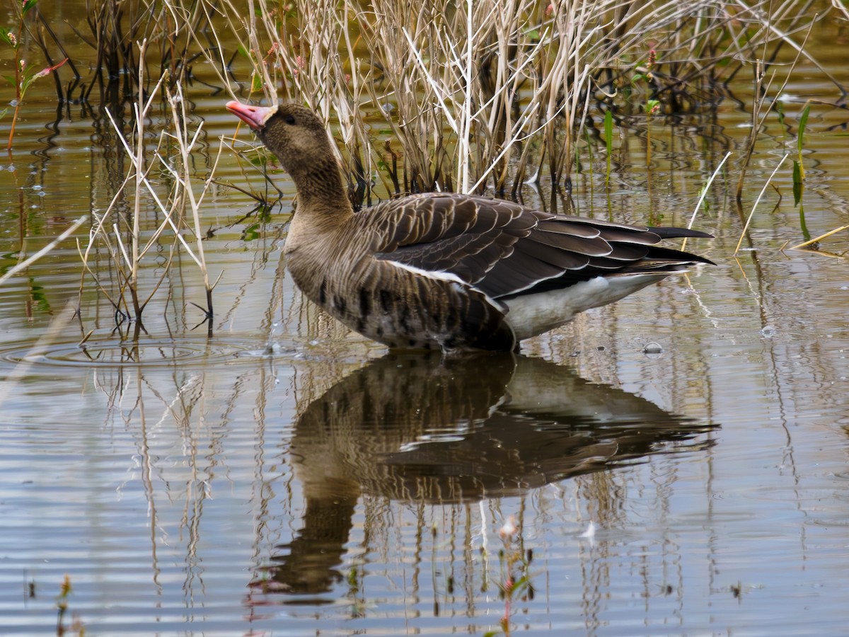 Greater White-fronted Goose - ML619888315