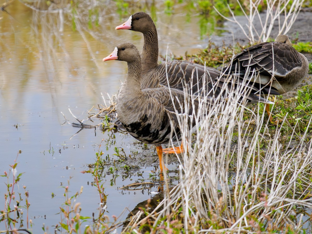 Greater White-fronted Goose - ML619888316