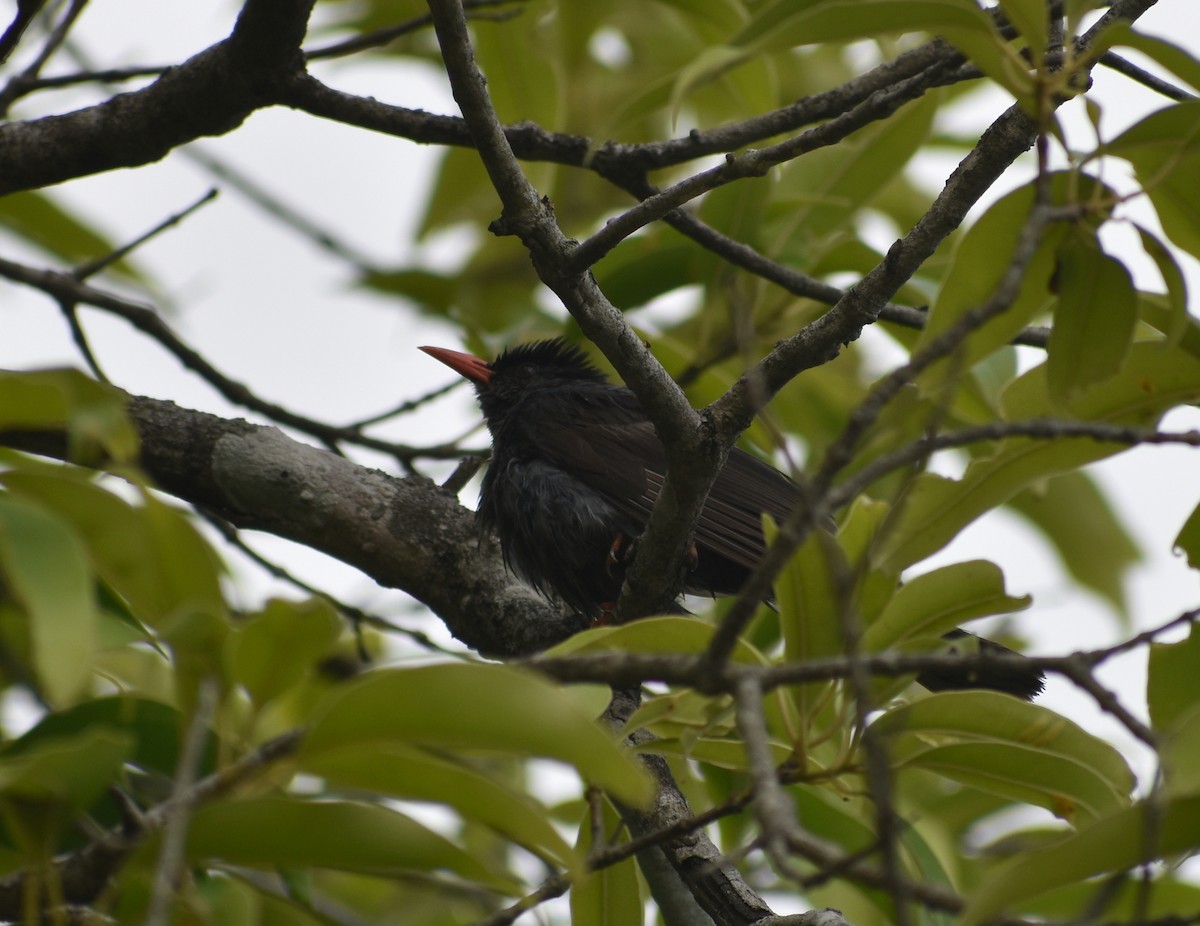 Square-tailed Bulbul - ML619888326