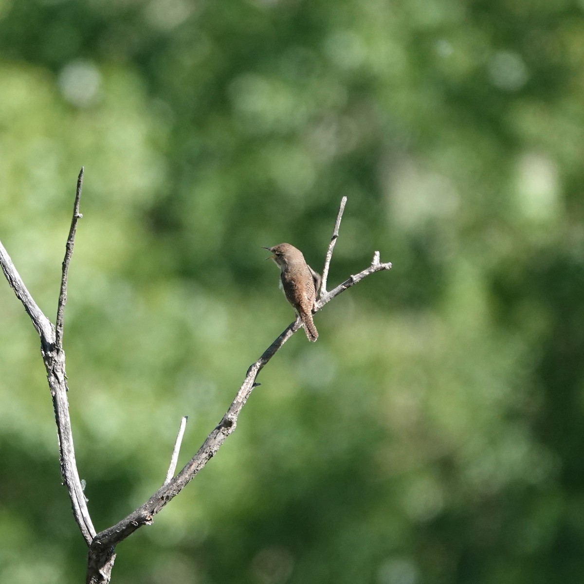 House Wren - ML619888331