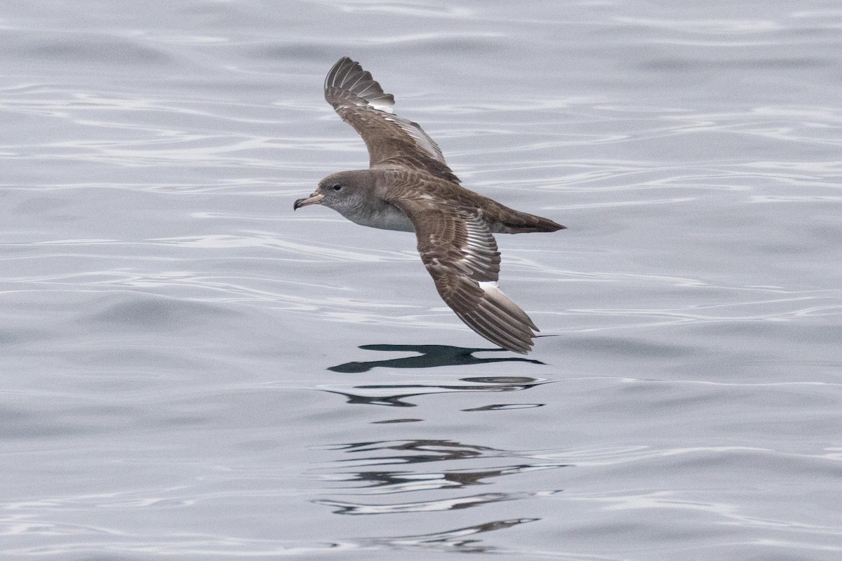 Pink-footed Shearwater - ML619888333
