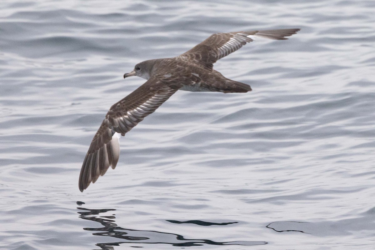 Pink-footed Shearwater - ML619888334