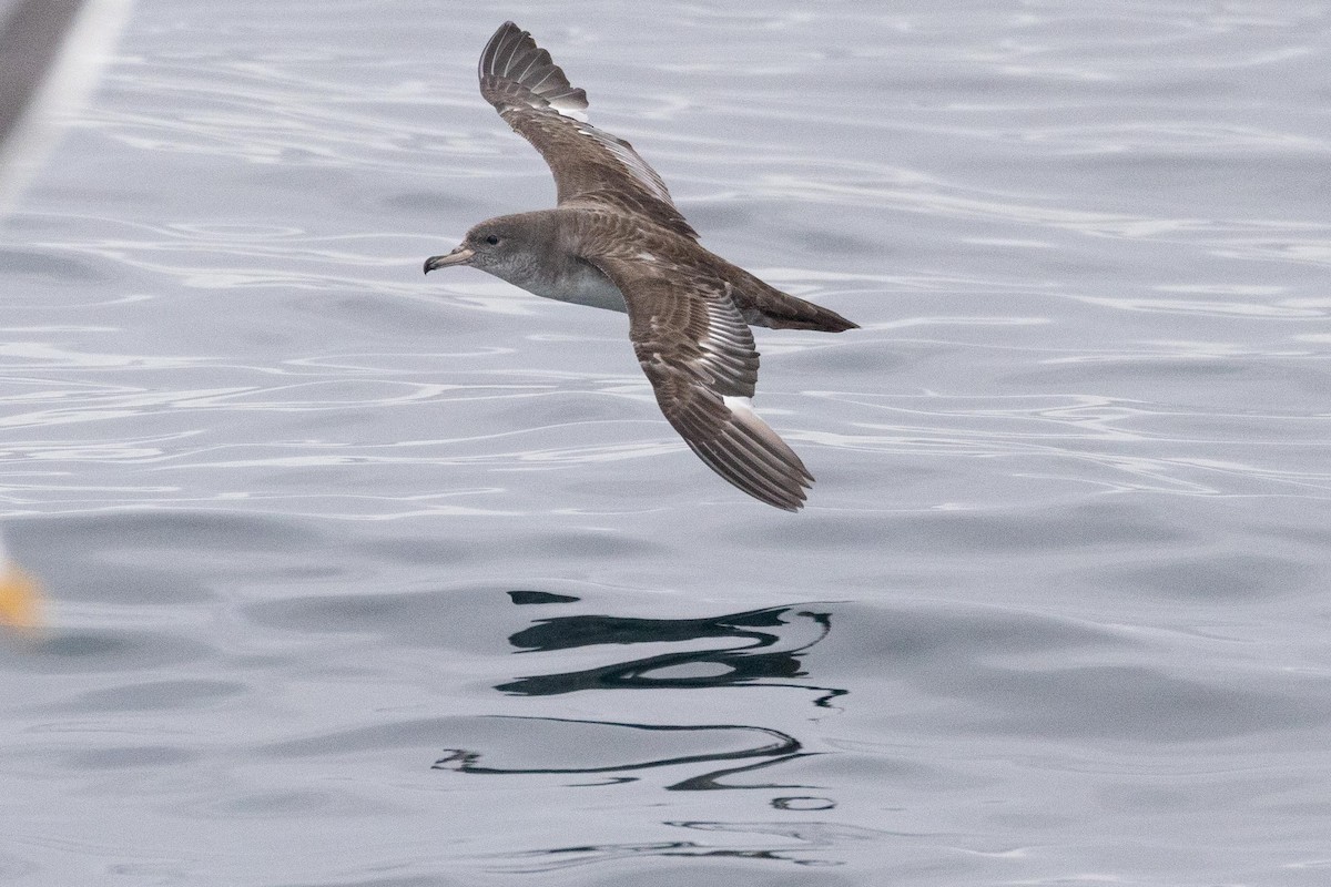 Pink-footed Shearwater - ML619888335