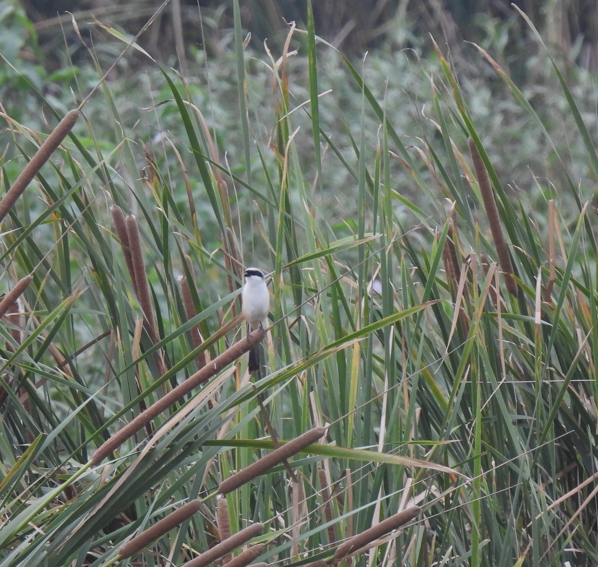 Long-tailed Shrike - ML619888338