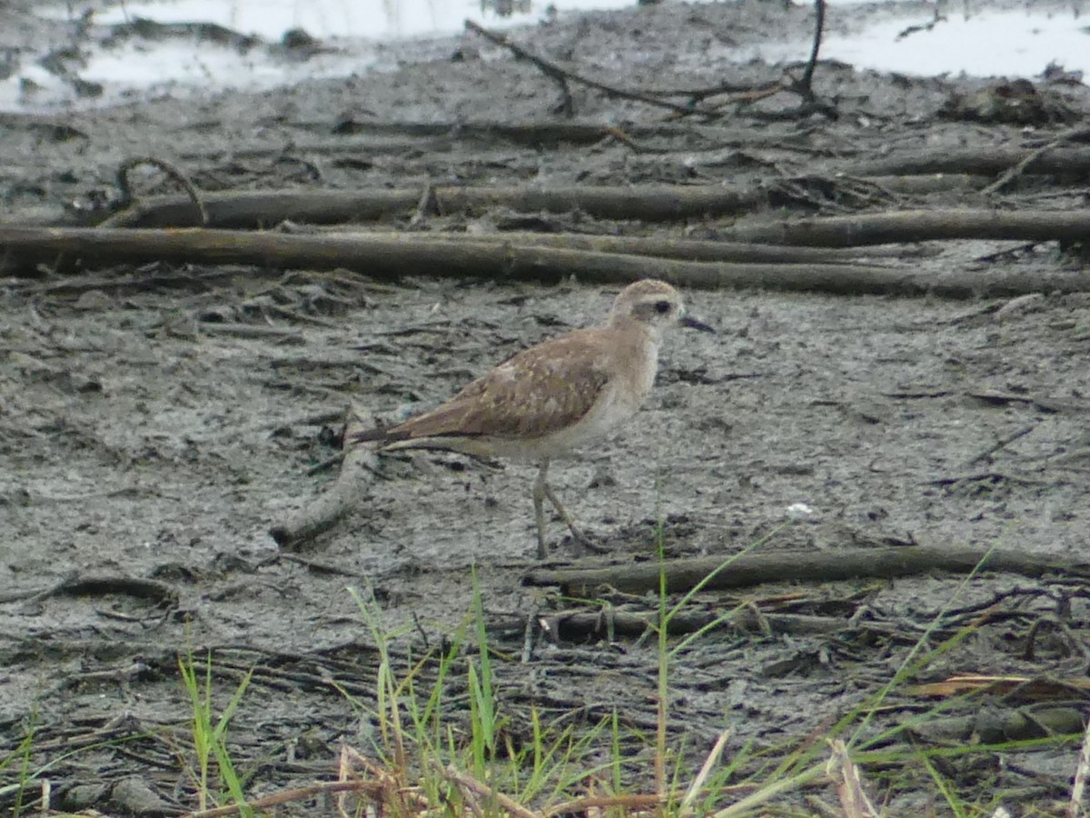 American Golden-Plover - ML619888344