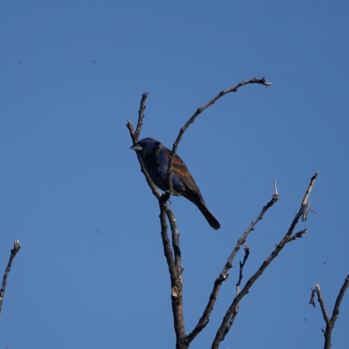 Blue Grosbeak - ML619888355