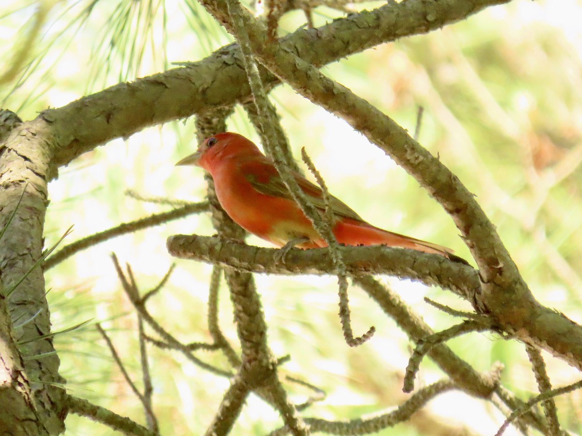 Summer Tanager - ML619888374