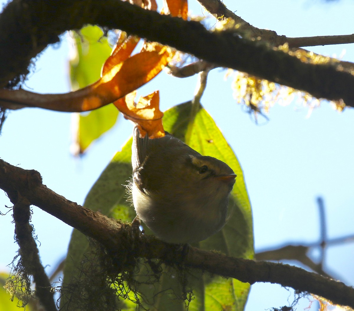 Blyth's Leaf Warbler - ML619888382