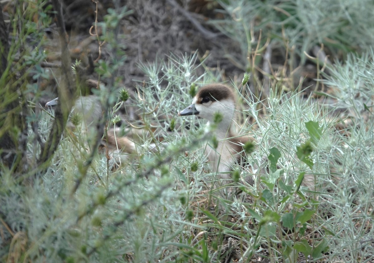 Ruddy Shelduck - ML619888396