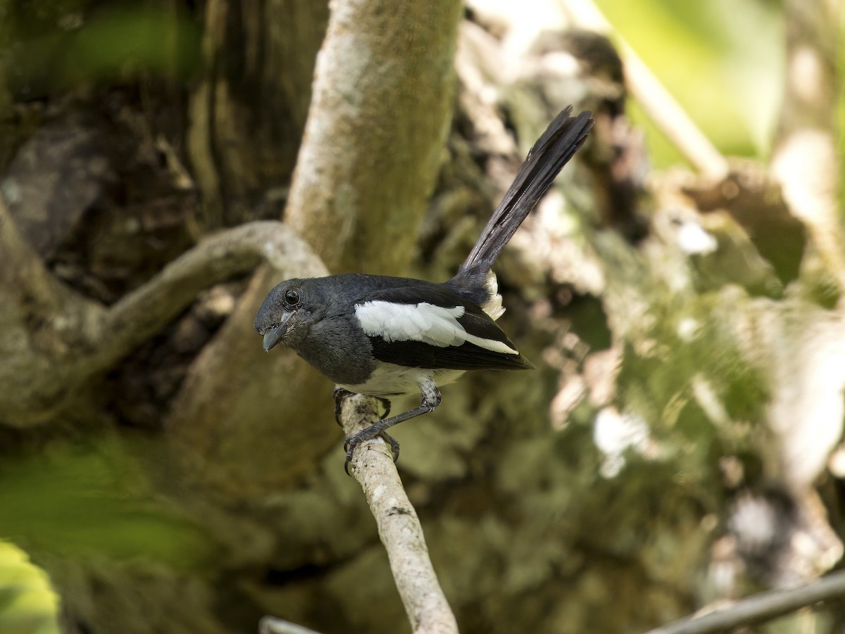 Philippine Magpie-Robin - ML619888399