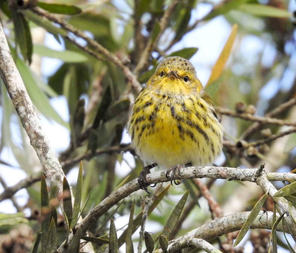 Cape May Warbler - ML619888405
