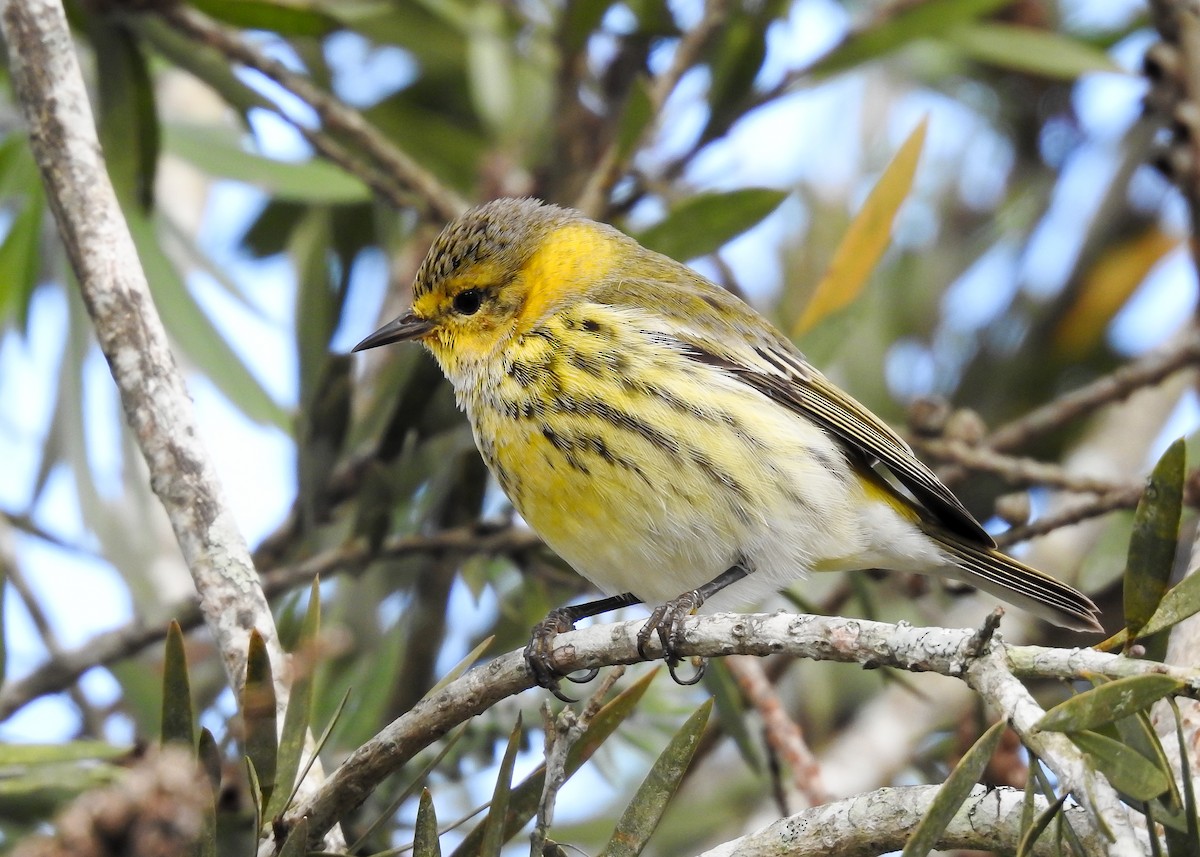 Cape May Warbler - ML619888409