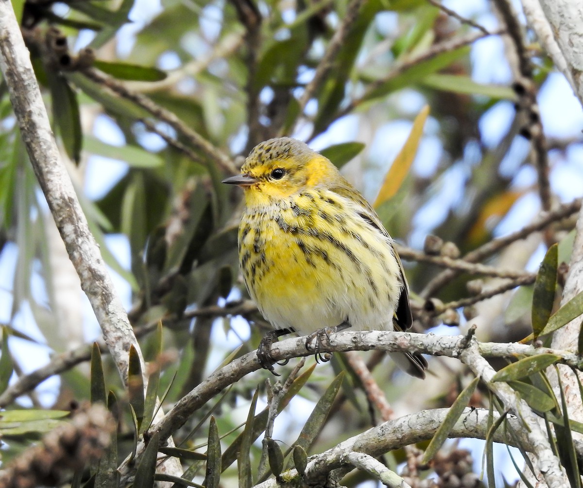 Cape May Warbler - ML619888410