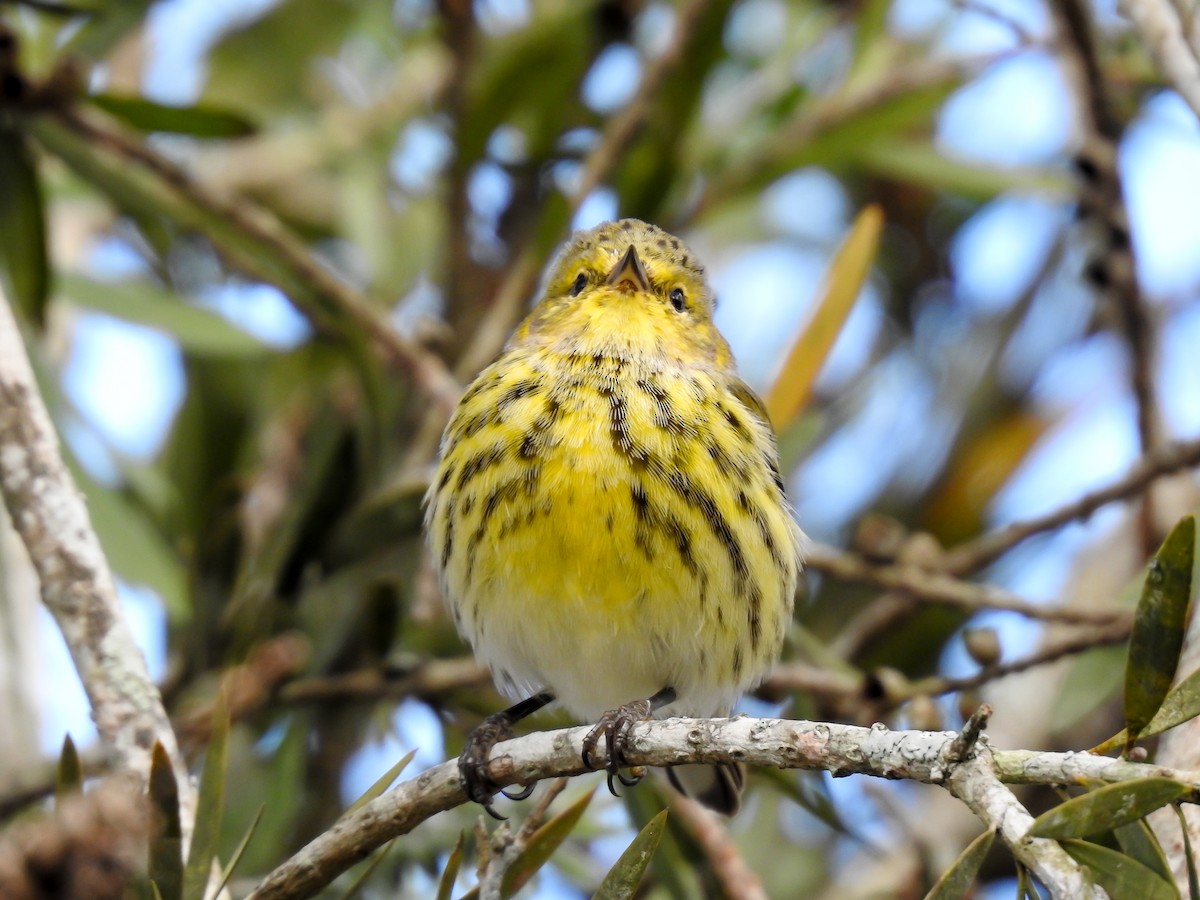 Cape May Warbler - ML619888411