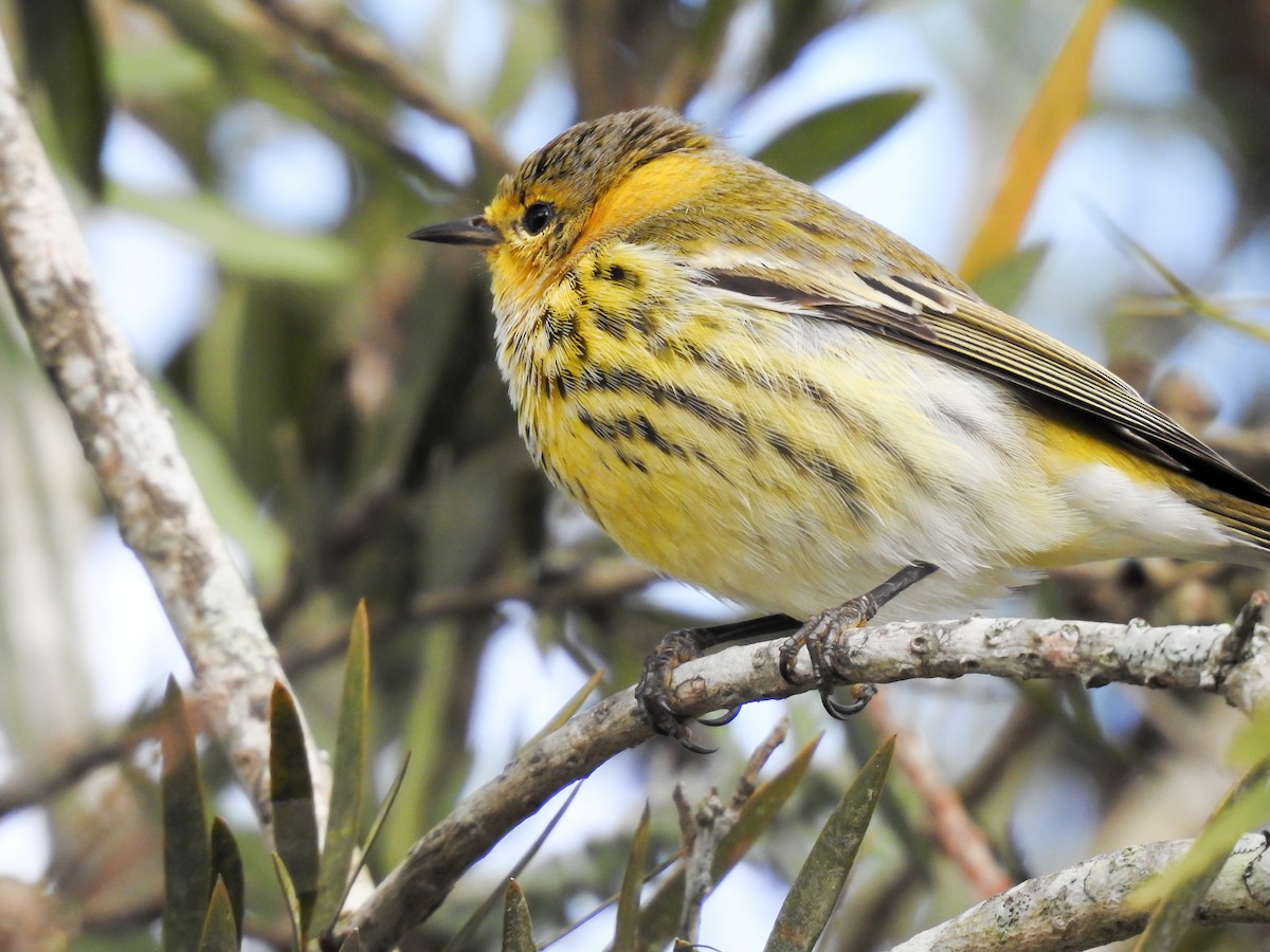 Cape May Warbler - ML619888415
