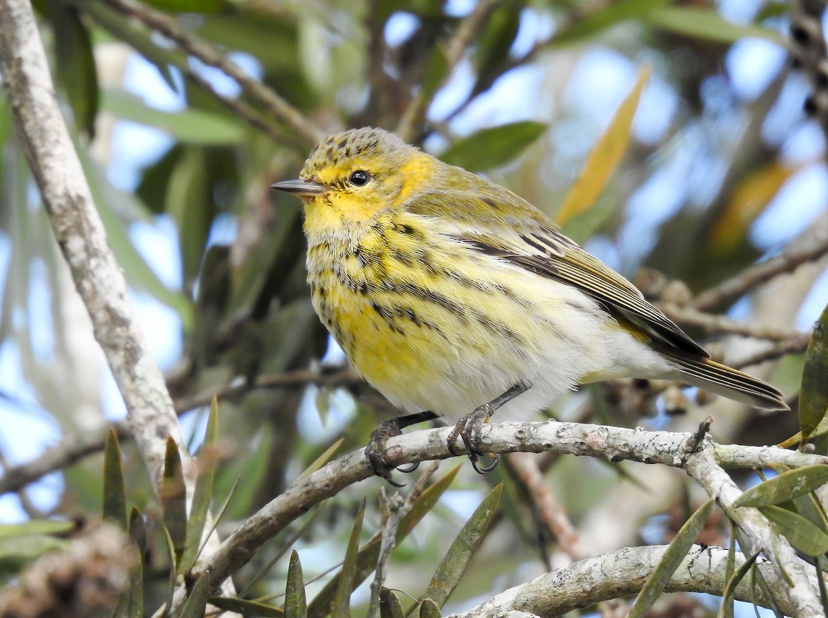 Cape May Warbler - ML619888416