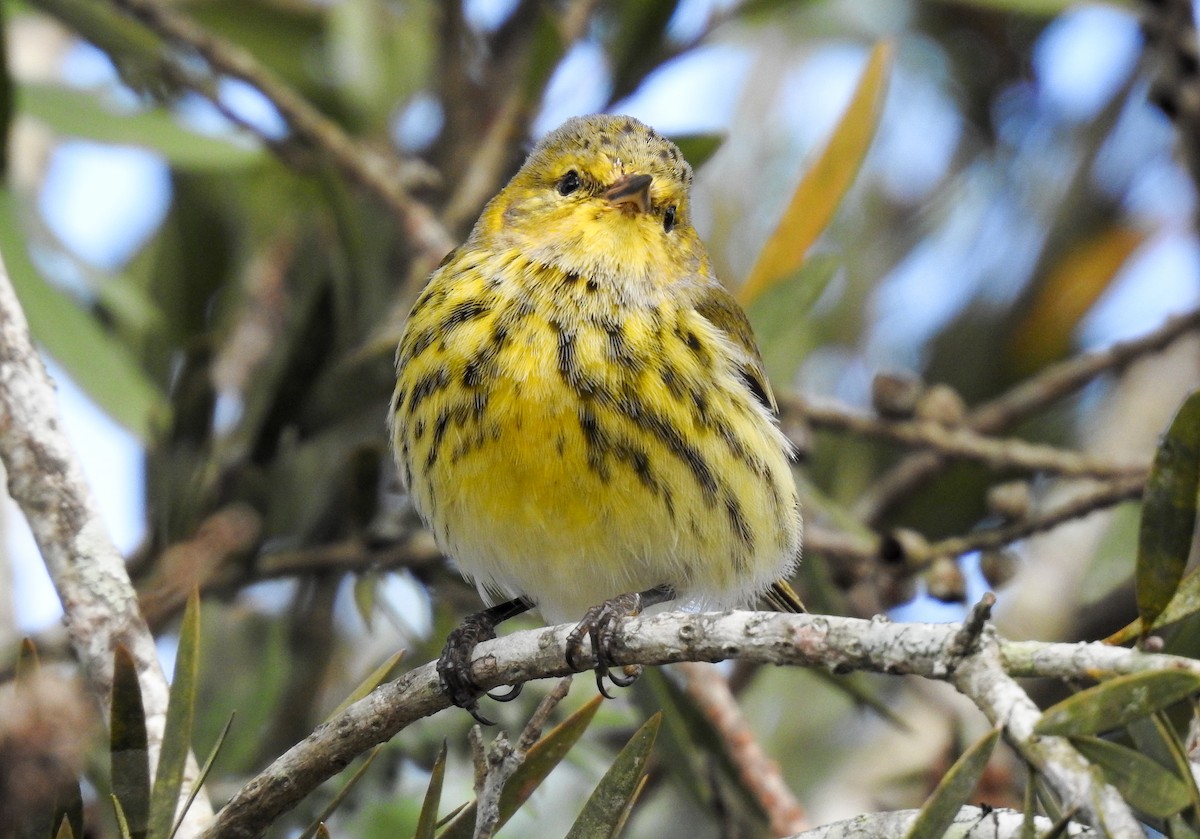 Cape May Warbler - ML619888417
