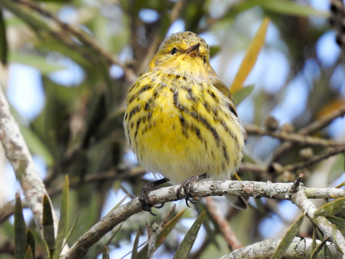 Cape May Warbler - ML619888420