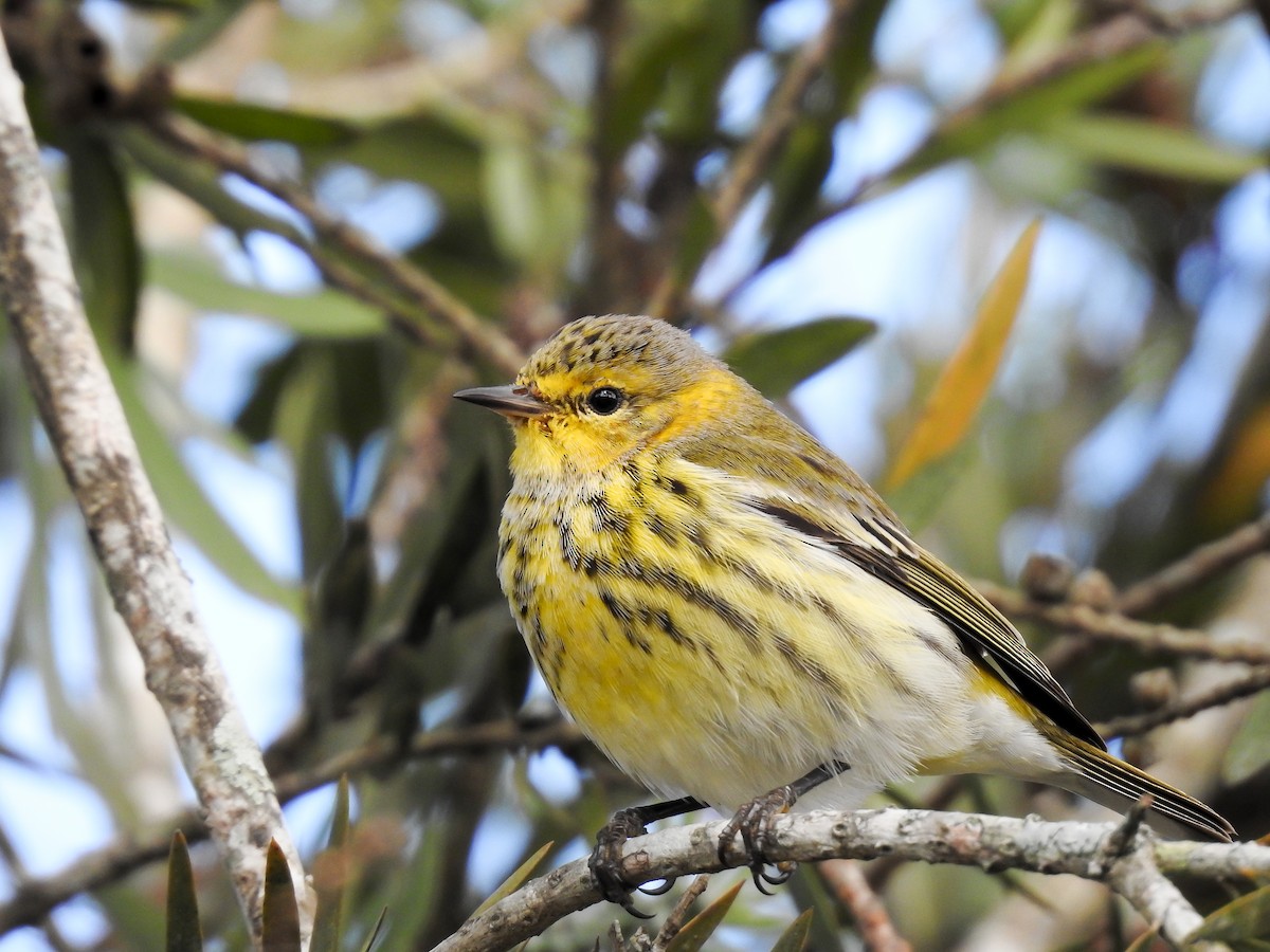 Cape May Warbler - ML619888423