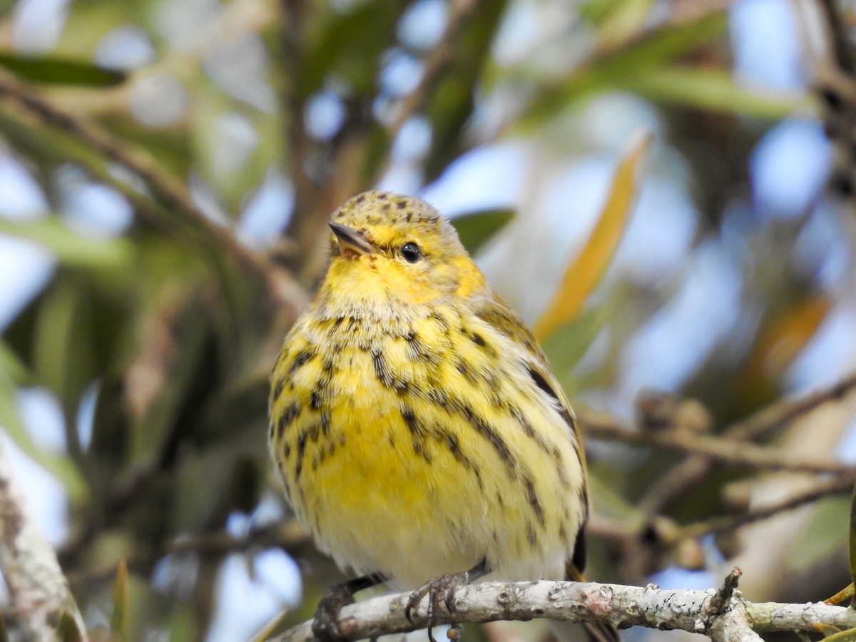 Cape May Warbler - ML619888424