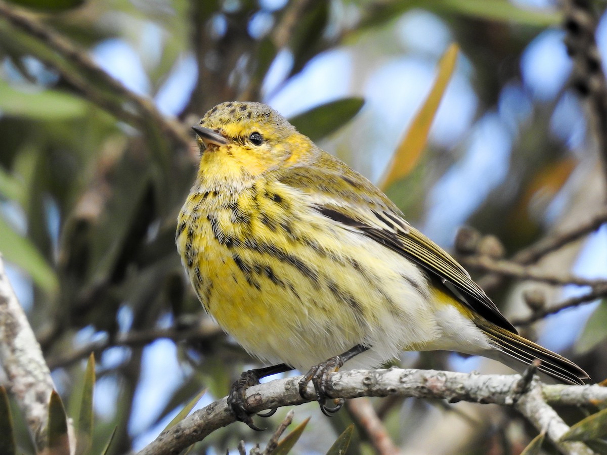 Cape May Warbler - ML619888426