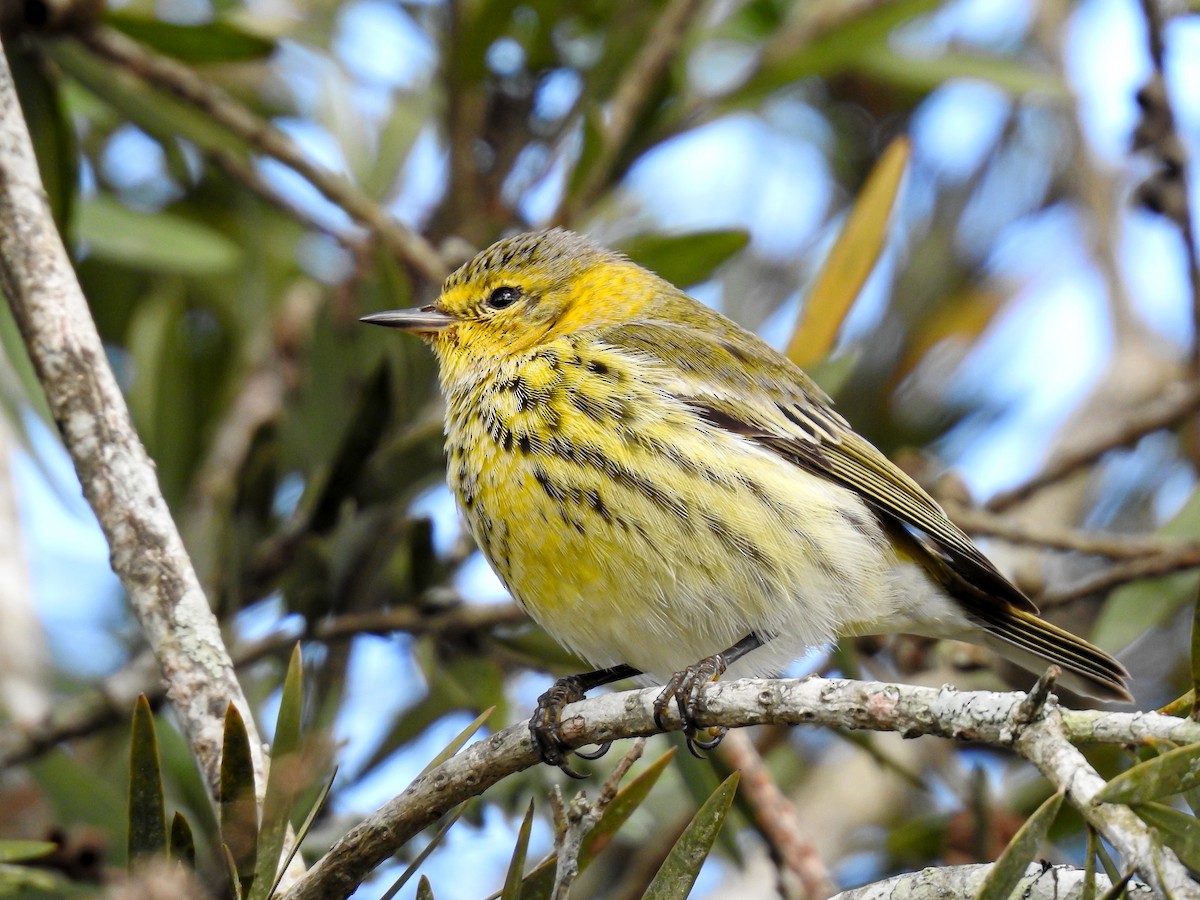 Cape May Warbler - ML619888427
