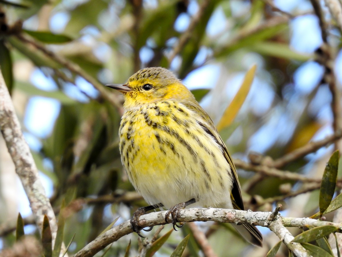 Cape May Warbler - ML619888428