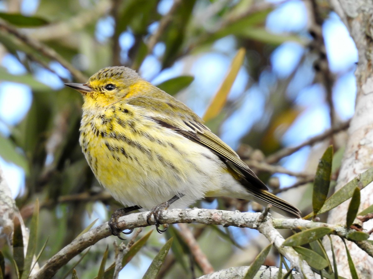 Cape May Warbler - ML619888429