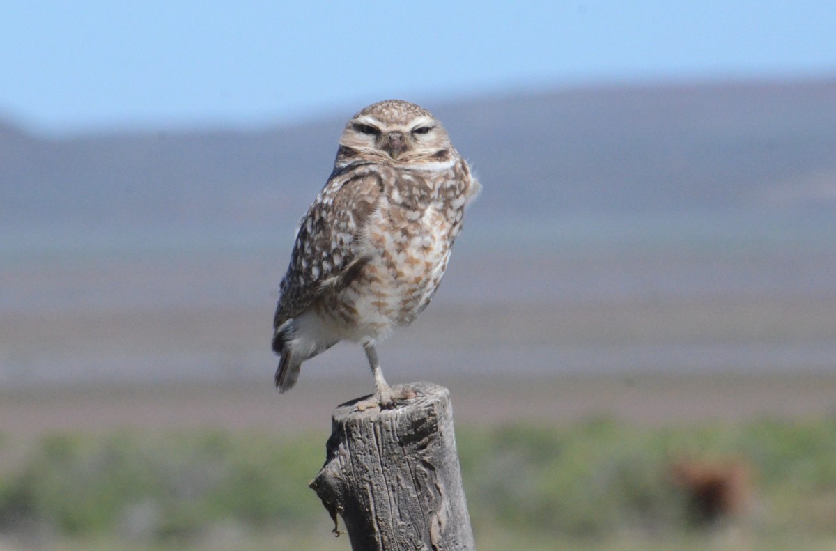 Burrowing Owl - ML619888449