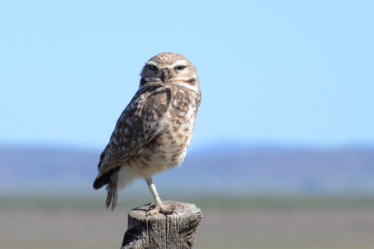 Burrowing Owl - ML619888450