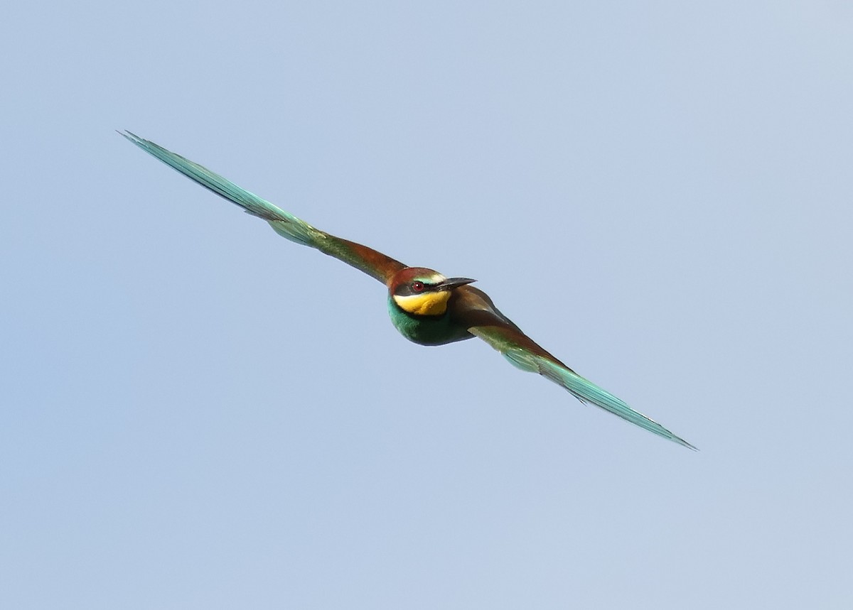 European Bee-eater - ML619888453